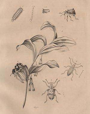 Polydie (Genres voisins 1. Rhygus; 2. Plathyome; 3,4. Cyphus); 5. Pollyxène; 6. Polygonatum