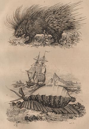 1. Porc-épic; 2. Porcelaine