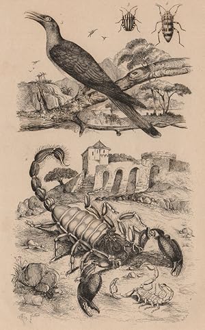 1,2. Scorpions; 3.4. Scutellères; 5. Scythrops