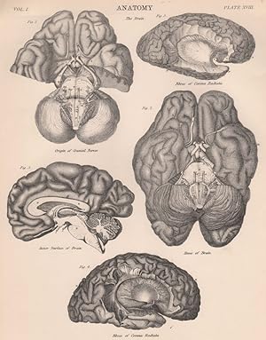 Anatomy; Fig. 1. The Brain; Fig. 2. Base of Brain; Fig. 3. Inner surface of Brain; Fig. 4. Fibres...