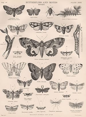 Imagen del vendedor de Butterflies and Moths; Moths; 1. Notodonta ziczac. (Pebble Prominent Moth); 2. Orgyia detrita; 3. Female of 2.; 4. Larva of Orgyia gonostigma; 5. Chelonia evidens; 6. Callimorpha Lecontei; 7. Dicranoura borealis; 8. Larva of 7.; 9. Noctua (Ophid'eres) Imperator; 10. Larva of Erebus (Omoptera) putrescens; 11. Botys dilucidalis. (Bordered Pearl); 12. Hydrocampe aquatilis. (Water Moth); 13. Phalaena machaonaria; 14. Erebus limacina; 15. Phalaena guttaria; 16. Halias prasinana; 17. Herminia sidonia; 18. Euplocampus anthracinus; 19. Aglossa dilucidalis; 20. Crambus retusalis; 21. Tinea tapezana (Clothes' Moth); 22. Alucita asperella; 23. Ilithya carnea; 24. Yponomeuta pusiella; 25. Adela Degeerella; 26. Pterophorus ptilodactylus; 27. Orneodes hexadactylus. (24-plumed Moth) a la venta por Antiqua Print Gallery