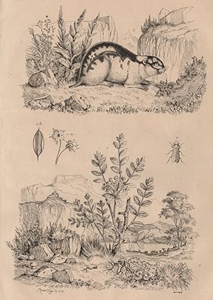 Image du vendeur pour 1. Ledon; 2. Ledre; 3. Lemming mis en vente par Antiqua Print Gallery