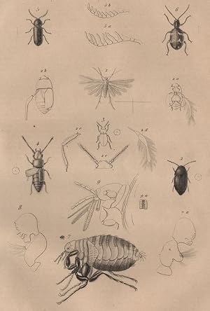 1. Pterophore; 2. à 4. Ptilium; 5. Ptilin; 6. Ptine; 7. à 9. Puce