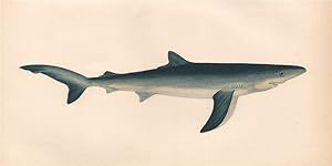 Blue Shark - Squalus glaucus, Carcharias glaucus