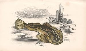 Imagen del vendedor de Father-Lasher - Sting-Fish. Gundie; Scorpius marinus ater, scorpaenae Bellonii similis, Father-Lasher, Cottus Scorpius, Chabot a la venta por Antiqua Print Gallery