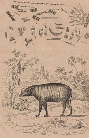 1. Babiroussa; 2. Bacillariées