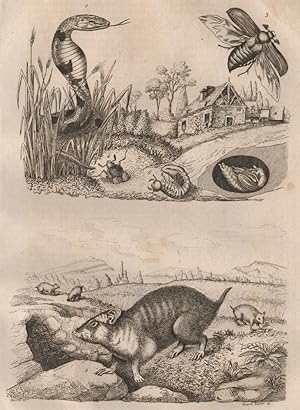 Image du vendeur pour 1. Haje; 2. Hamster; 3, a. 6. Hanneton mis en vente par Antiqua Print Gallery