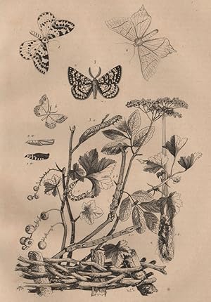 Seller image for Phalnes; 1. P. du Groseiller; 2. P. du Sureau; 3. P.  plumet; 4. P. Orne for sale by Antiqua Print Gallery