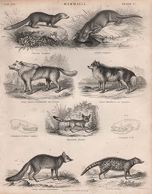Mammalia; 1. Putorius nudipes; 2. Lutra vulgaris; 3. Canis lupus, occidentalis, var. griseus; 4. ...