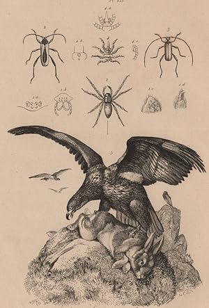 1. Pulmonaires (Argyronete); 2,3. Purpuricenes; 4. Pycnogonon; 5. Pigargue