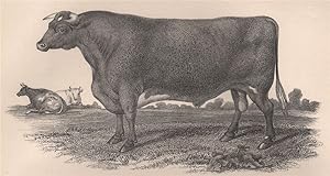 Agriculture; Short-Horned Bull Phoenix