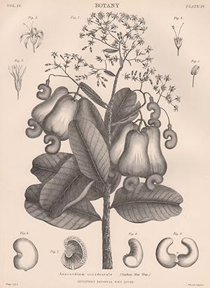 Imagen del vendedor de Botany; Anacardium Occidentale (Cashew Nut Tree.) a la venta por Antiqua Print Gallery