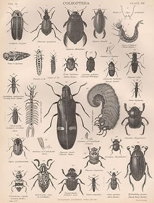 Imagen del vendedor de Coleoptera; 1. Lampyris Savignii; 2. Calosoma sycophanta; 3. Dytiscus Herminieri; 4. Dytiscus Roesellii; 5. Head of Dyt. Serricornis; 6. Larva of Dytiscus. (Water Beetle.); 7. Pupa of Dytiscus; 8. Female of 16.; 9. Larva of 16.; 10. Gyrinus sulcatus. (Grooved Whirligig.); 11. Antenna of Gyrinus; 12. Oxyporus rufus; 13. Hister reniformis. (Mimic Beetle); 14. Dermestes lardarius. (Bacon Beetle.); 15. Staphylinus erythropterus (Ruddy Rove Beetle); 16. (Glow-worm.) Lampyris noctiluca Male; 17. Larva of Gyrinus magd.; 18. Buprestis bicolor. (Metallic Beetle); 19. Larva of Buprestis gigas; 20. Stenus biguttatus; 21. Ateuchus Aegyptiorum; 22. Silpha quadripunctata; 23. Antenna of Cockchafer. Male; 24. Antenna of Cockchafer. Female; 25. Phaneus Imp a la venta por Antiqua Print Gallery