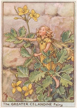 The Greater Celandine Fairy