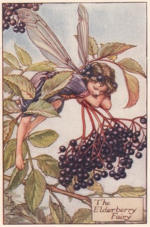 The Elderberry Fairy