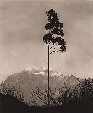 The Illimani and the eucalyptus tree
