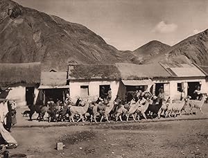 A llama herd at Atocha, a station on the railroad from La Paz to Buenos Aires