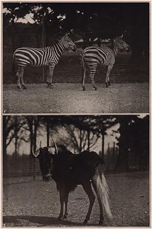 1. Crawshay's Zebras, in the New York Zoological Park. 2. White-tailed Gnu, in the New York Zoolo...