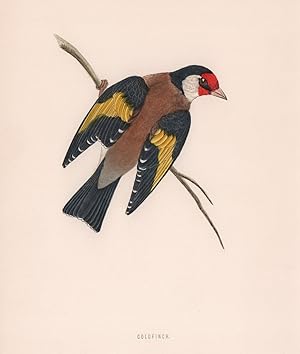 Goldfinch