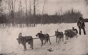 A Dog Train in Alaska : Dog train used in carrying furs from distant inland points. These dogs ar...