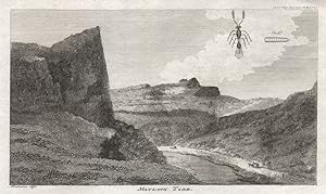 Seller image for [View of] Matlock Torr [Derbyshire]. Fig 1 & 2. [The Blight Insect]. for sale by Antiqua Print Gallery