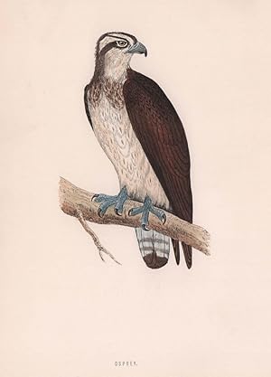 Osprey