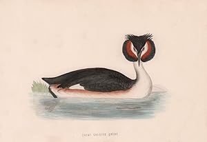 Great Crested Grebe