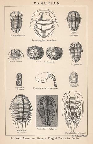Bild des Verkufers fr Cambrian - Harlech, Menevian, Lingula Flag & Tremadoc Series zum Verkauf von Antiqua Print Gallery