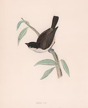 Marsh Tit