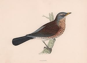 Fieldfare