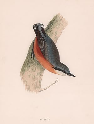 Nuthatch