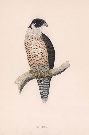 Peregrine-Falcon