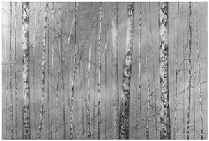 ohne Titel / untitled. (birch trees).