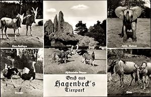 Ansichtskarte / Postkarte Hamburg Eimsbüttel Stellingen, Carl Hagenbecks Tierpark, Elefant, Zebra...