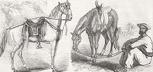 Sikh Horse, A Calcutta Syce - Sketches of native life in India