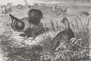 The prairie grouse in the Zoological Societys Gardens, Regents Park