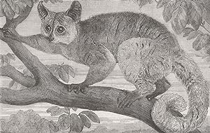 The Galago, brought by Dr. Livingstone from South Africa for the Zoological Society's Gardens, Re...