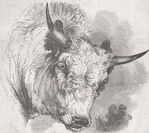 Head of The Wild Bull of Northumberland