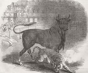 Bull and tiger fight, in the Plaza de Toros, at Madrid
