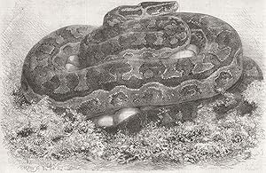The Great Python serpent incubating at the zoological society's gardens, Regent's park