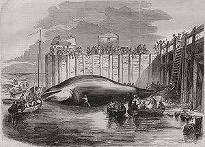 Whale captured in the Thames, at Grays, Essex