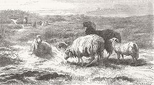 Sheep in a landscape (Brittany)