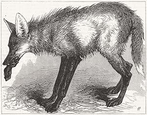 Red Wolf, from Buenos Ayres, at the Zoological Society's Gardens