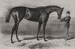 Shotover, the winner of the Derby