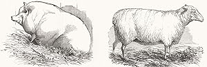 Mr. T.M. Goodlake's Wadley Boar; Mr. J. Linton's Lincoln and Leicester Ewe