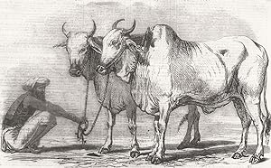 Guzerat oxen