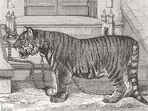 The regimental pet of the Royal Madras Fusiliers
