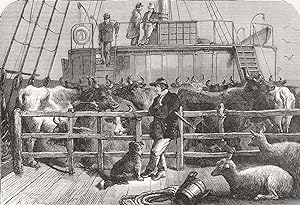 Seller image for Foreign cattle on board the Batavier, London and Rotterdam Steamer for sale by Antiqua Print Gallery