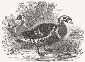 Imagen del vendedor de Red-breasted goose - Anser (Bernicla) Ruficollis a la venta por Antiqua Print Gallery