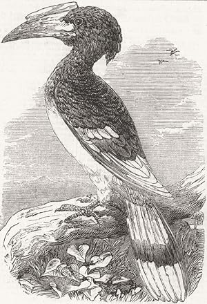 Imagen del vendedor de The Hornbill (Buceros) a la venta por Antiqua Print Gallery